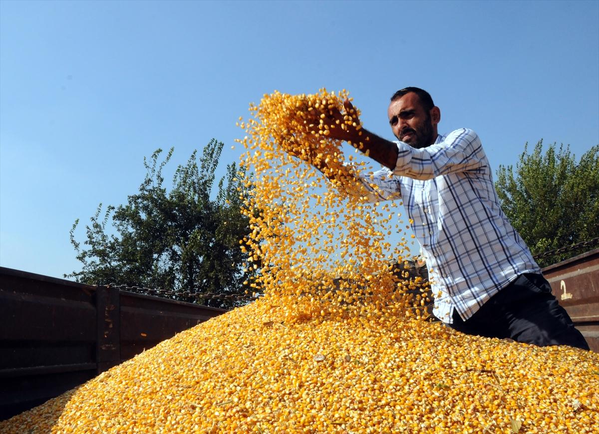 Çukurova'da mısır hasadı başladı