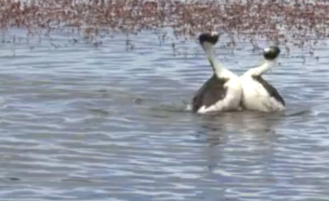 Tepeli batağan ördeklerinin dansı