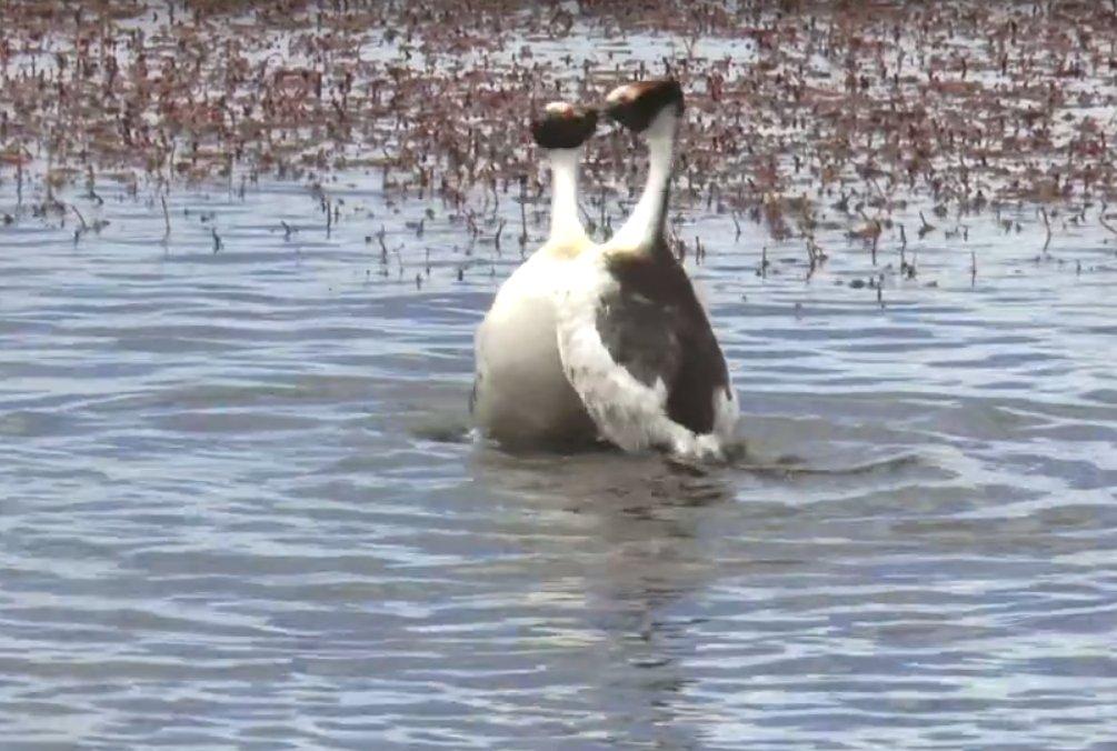 Tepeli batağan ördeklerinin dansı