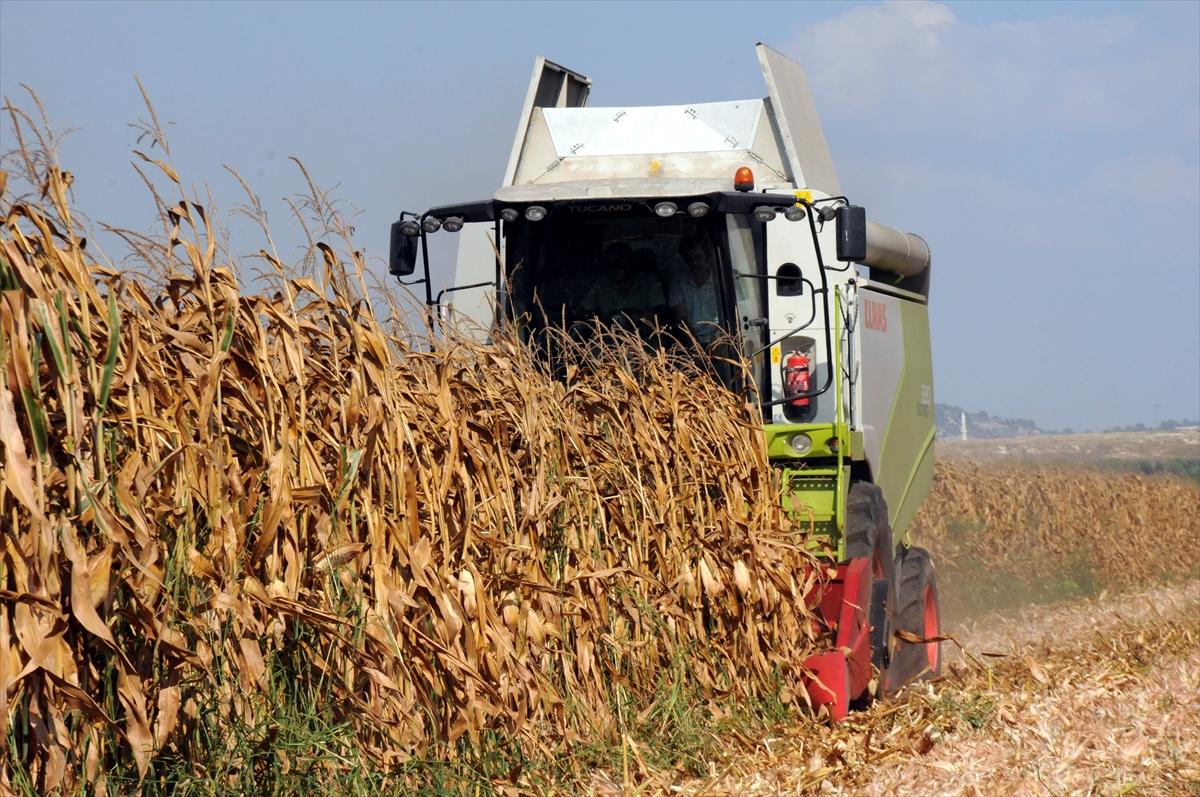 Çukurova'da mısır hasadı başladı
