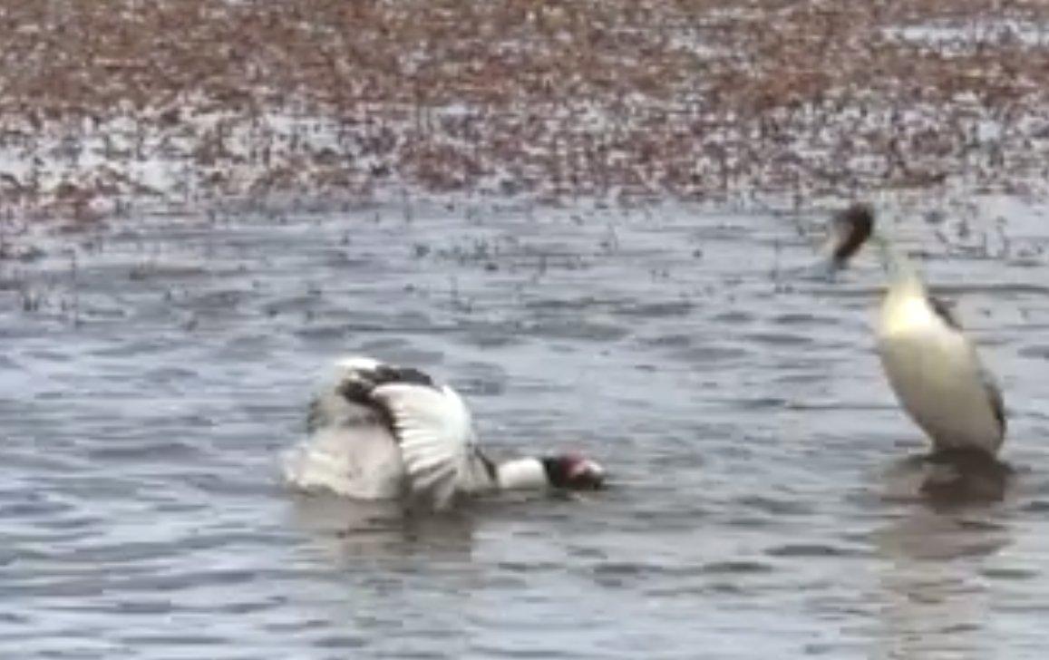 Tepeli batağan ördeklerinin dansı