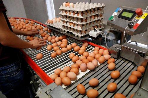 Yumurta skandalı Danimarka'ya da sıçradı