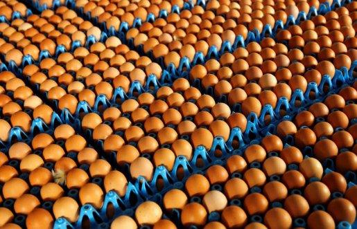 Yumurta skandalı Danimarka'ya da sıçradı