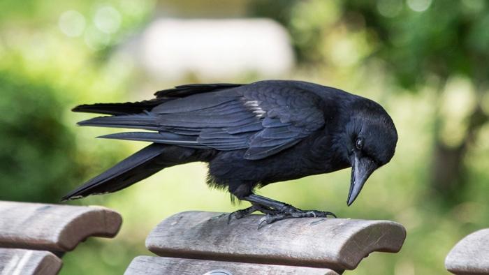 Hayvanlar ve böcekler asayiş olaylarında kullanılabilir