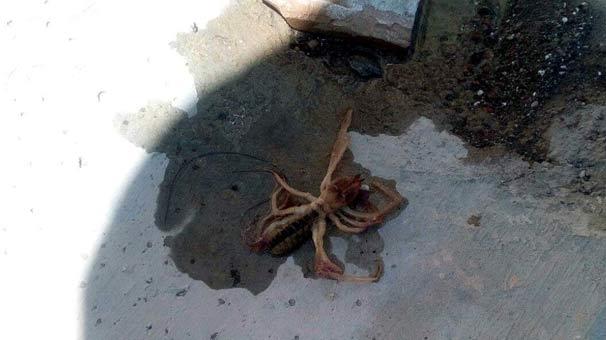 Kayseri'de et yiyen örümcek alarmı