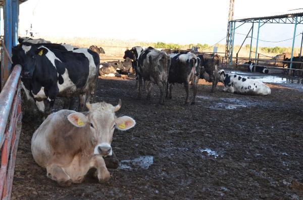 Mozart'ı çaldı ineklerin süt üretimini arttırdı