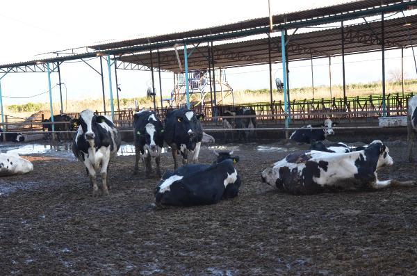 Mozart'ı çaldı ineklerin süt üretimini arttırdı