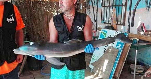 Yavru yunus selfie uğruna can verdi