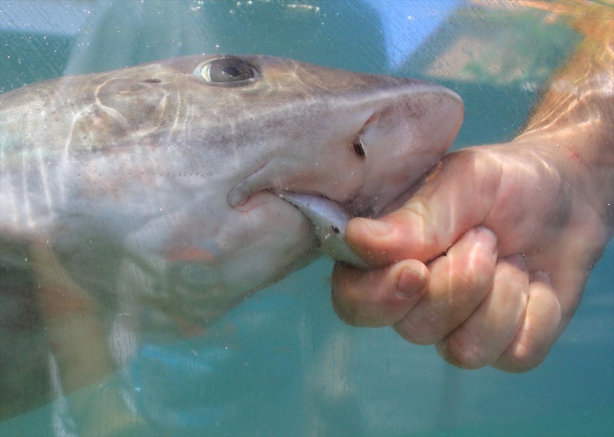 Turistlerin köpek balıklarıyla yüzme keyfi
