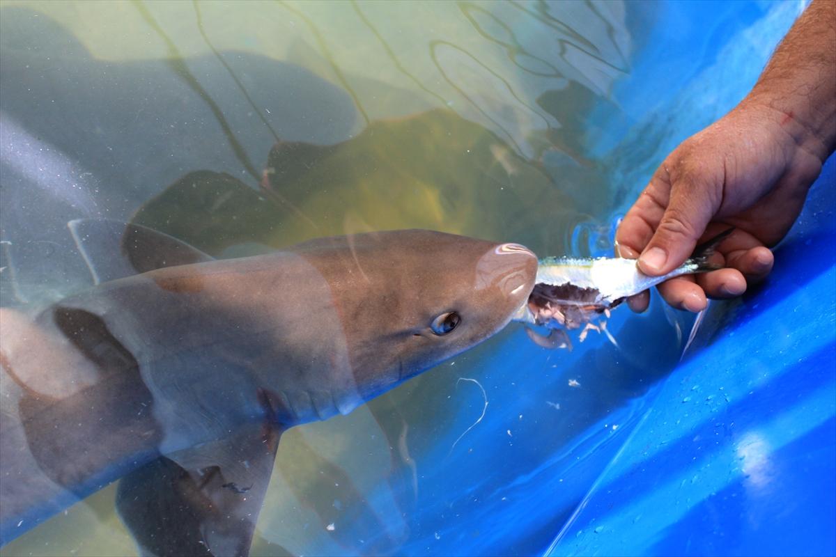 Turistlerin köpek balıklarıyla yüzme keyfi