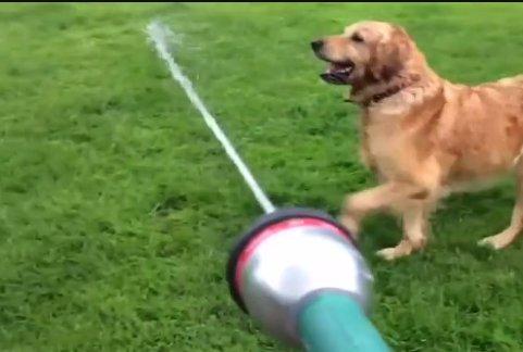 Susayan köpeğin imtihanı