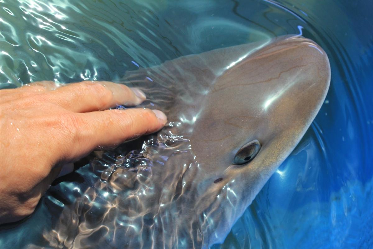 Turistlerin köpek balıklarıyla yüzme keyfi