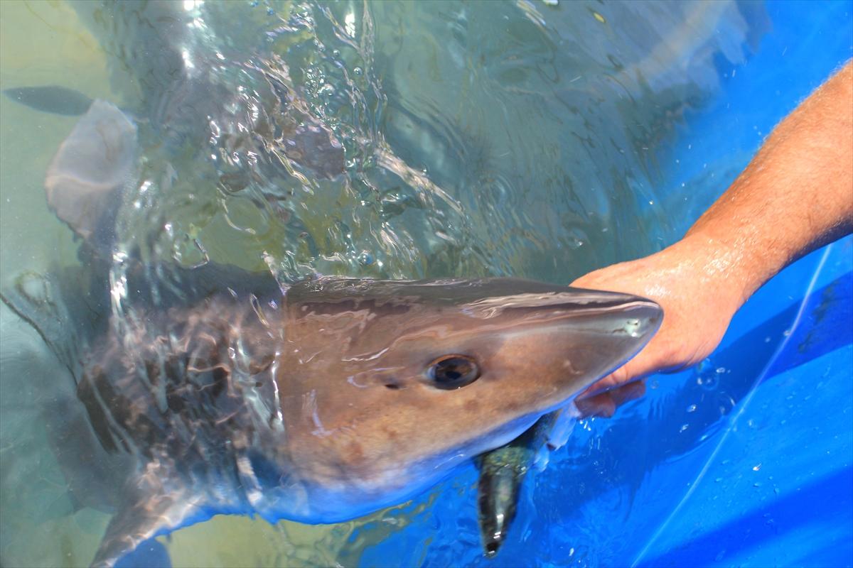 Turistlerin köpek balıklarıyla yüzme keyfi