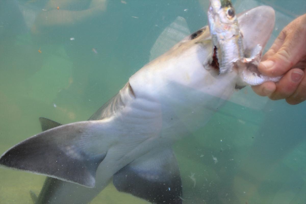 Turistlerin köpek balıklarıyla yüzme keyfi