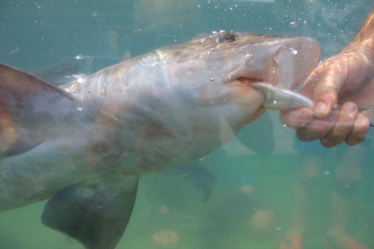 Turistlerin köpek balıklarıyla yüzme keyfi