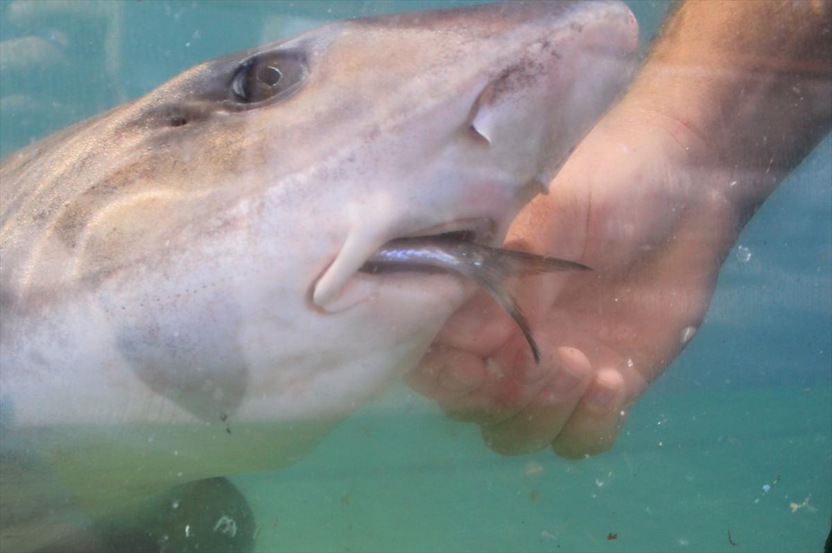 Turistlerin köpek balıklarıyla yüzme keyfi
