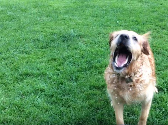 Susayan köpeğin imtihanı