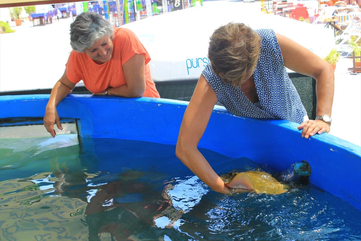 Turistlerin köpek balıklarıyla yüzme keyfi