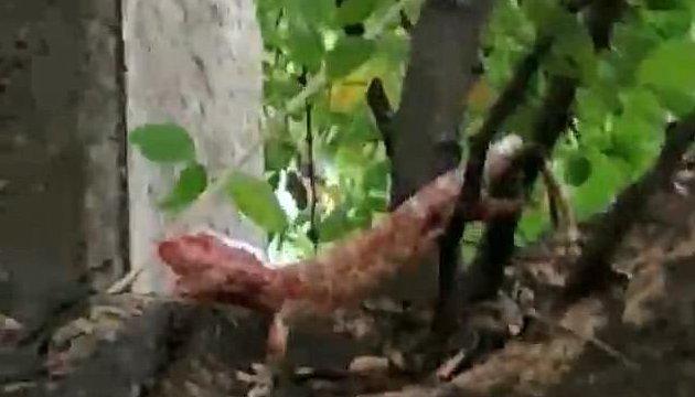 Ölümden son anda kurtarılan kertenkele