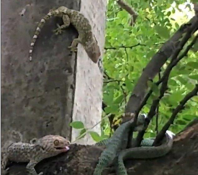 Ölümden son anda kurtarılan kertenkele