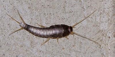 Gümüş böceğine karşı bitkisel çözüm