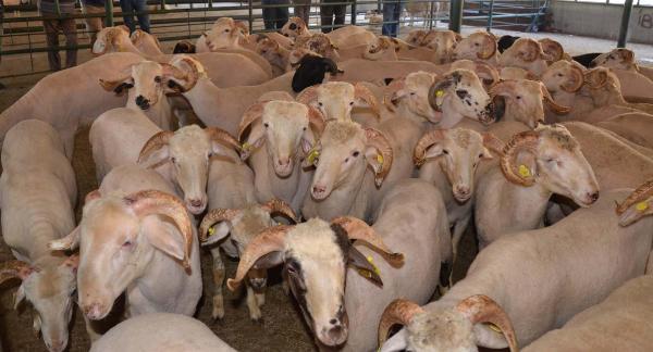 Kurban kesmek farz mıdır