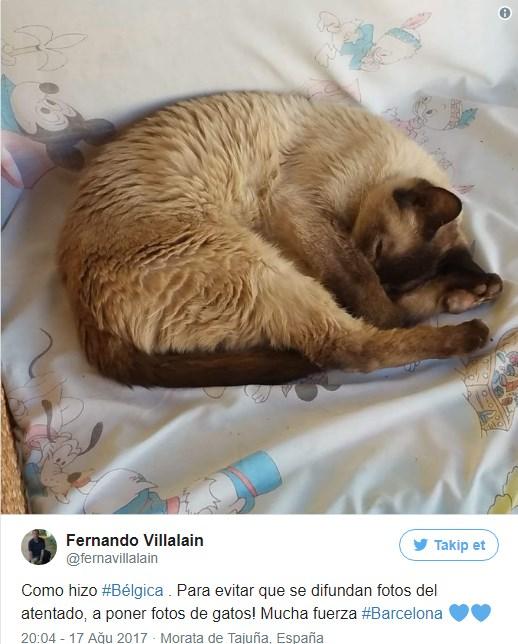 Barselona için 'kedi' dayanışması