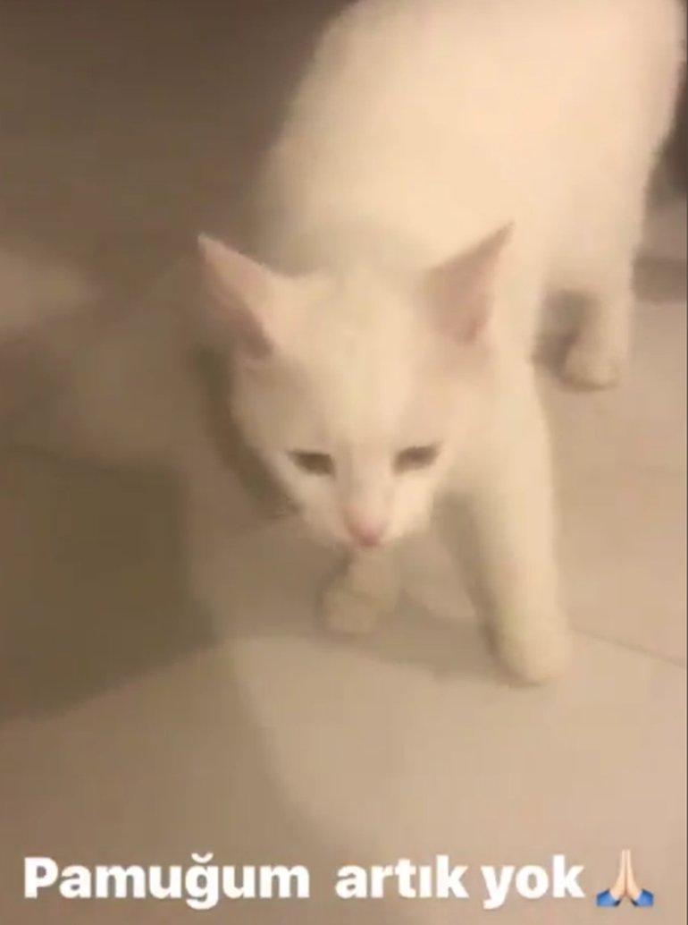 Orhan Gencebay'ın kedisini köpekler parçaladı