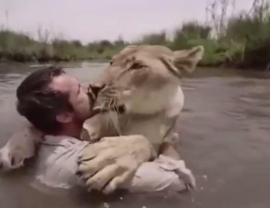 Aslanın yıllar sonra kurtarıcısıyla karşılaşma anı