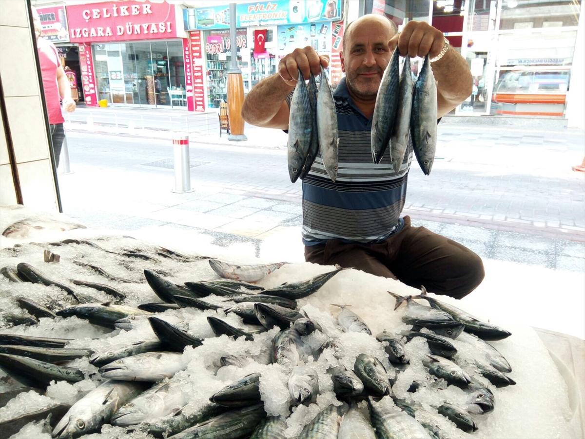 Sezonun ilk palamutları tezgahlarda