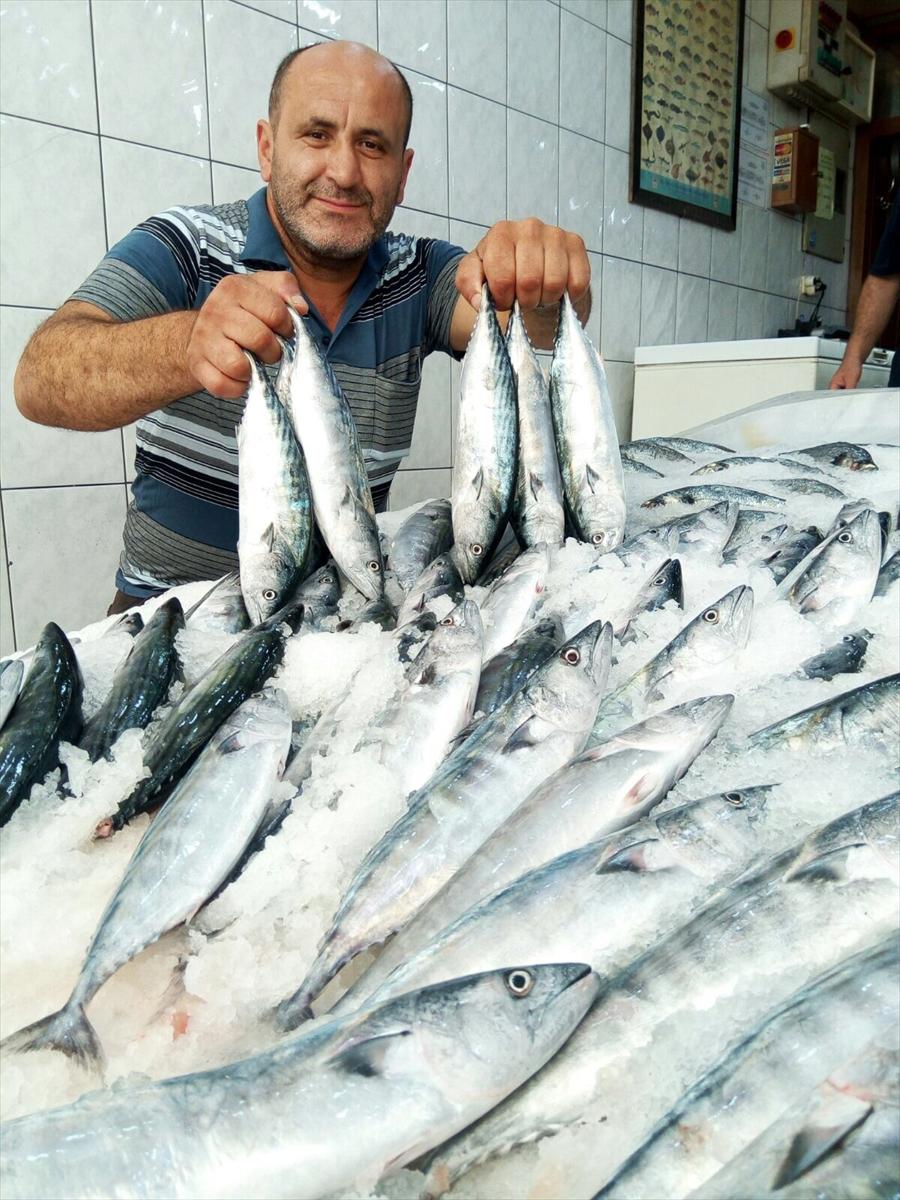 Sezonun ilk palamutları tezgahlarda