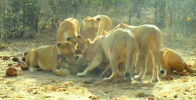 Aslanların domuz avı kamerada