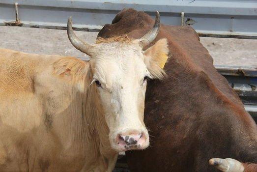 Kurbanlıklara kötü davranana 546 lira para cezası