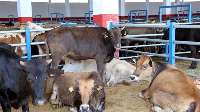 Kurbanlıklara kötü davranana 546 lira para cezası