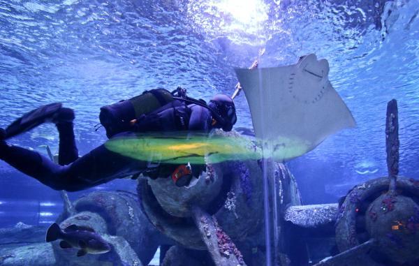 Akvaryumun yeni konukları inek burunlu vatozlar