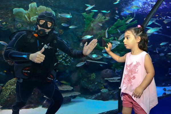 Akvaryumun yeni konukları inek burunlu vatozlar