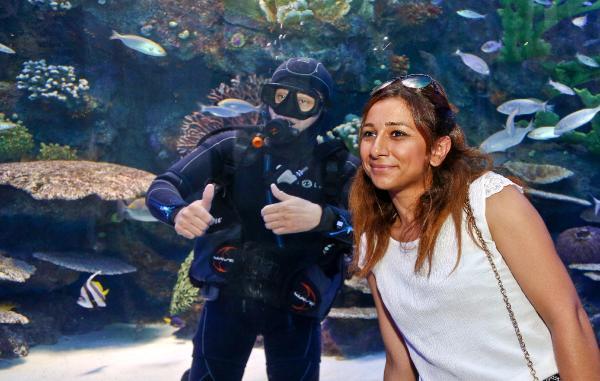 Akvaryumun yeni konukları inek burunlu vatozlar