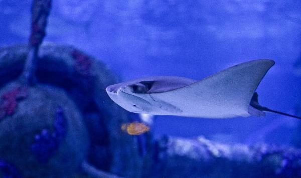 Akvaryumun yeni konukları inek burunlu vatozlar