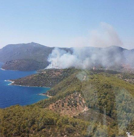 Milas' ta orman yangını