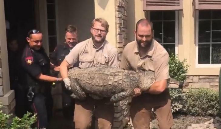 Kasırganın ardından eve sığınan timsah yakalandı