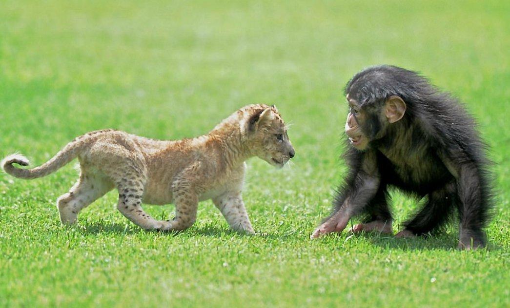Aslan 'Cesur' şempanze 'Can'a karşı