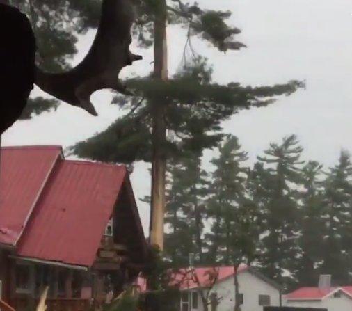 Kanada'da ağaca yıldırım düştü
