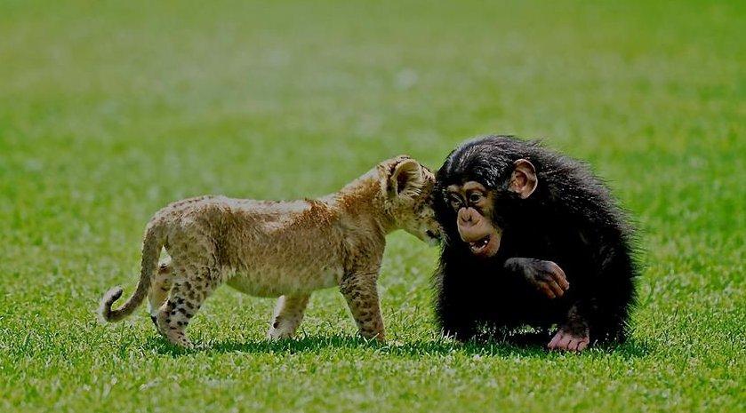 Aslan 'Cesur' şempanze 'Can'a karşı