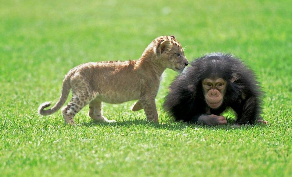 Aslan 'Cesur' şempanze 'Can'a karşı