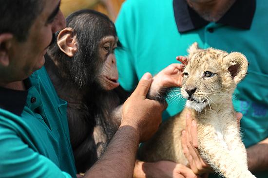 Aslan 'Cesur' şempanze 'Can'a karşı