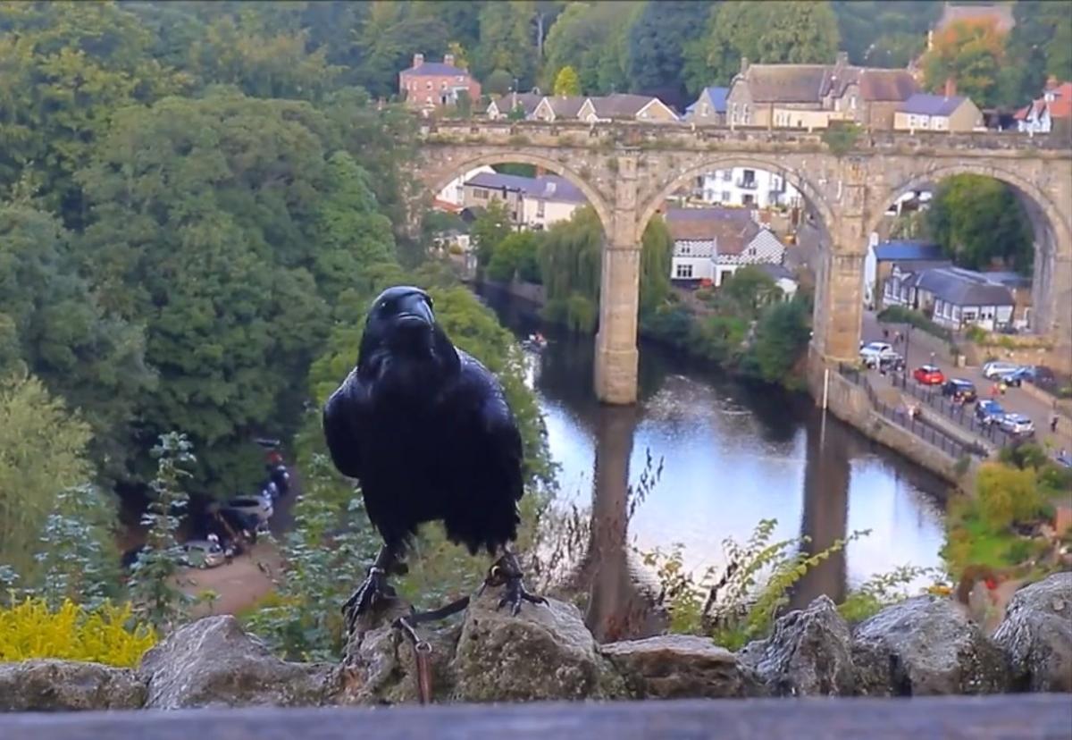 Kuzgun turistlerle konuştu