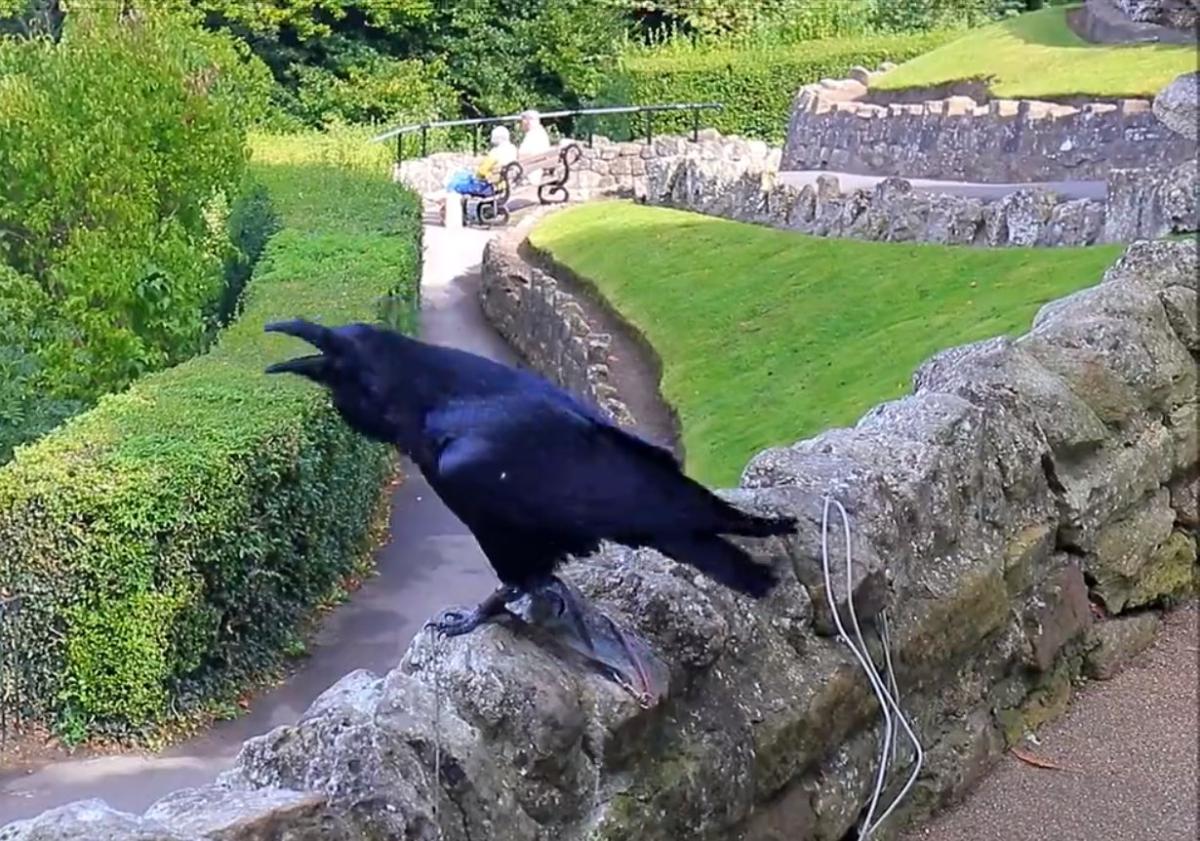 Kuzgun turistlerle konuştu