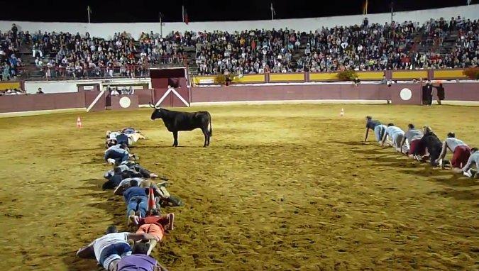 Boğa güreşlerinde yerde yatan insalara saldırmayan boğa