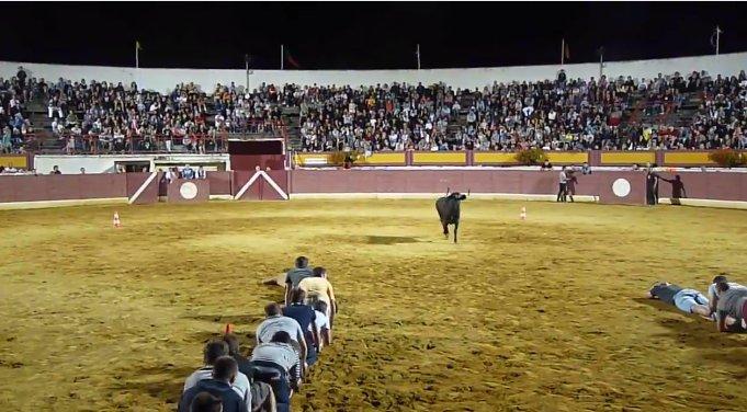 Boğa güreşlerinde yerde yatan insalara saldırmayan boğa