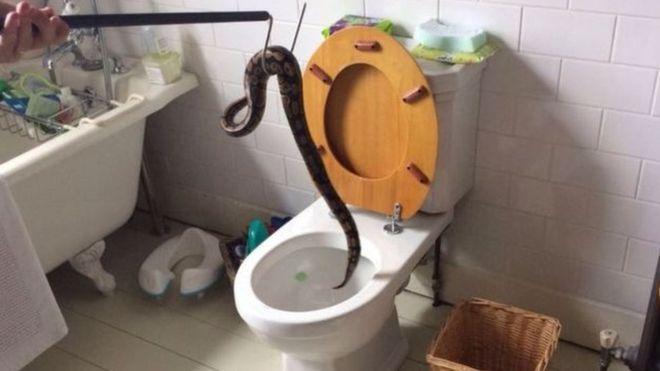 Evin tuvaletinden piton çıktı